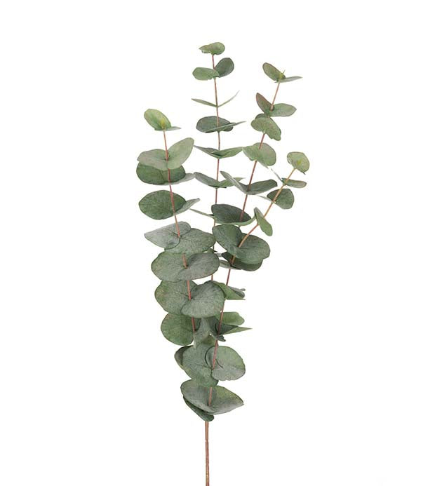 Eucalyptus, 60 cm