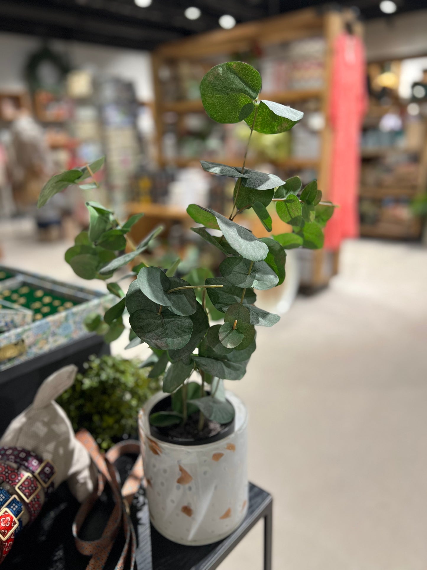 Eucalyptus m/ potte 60cm, grønn