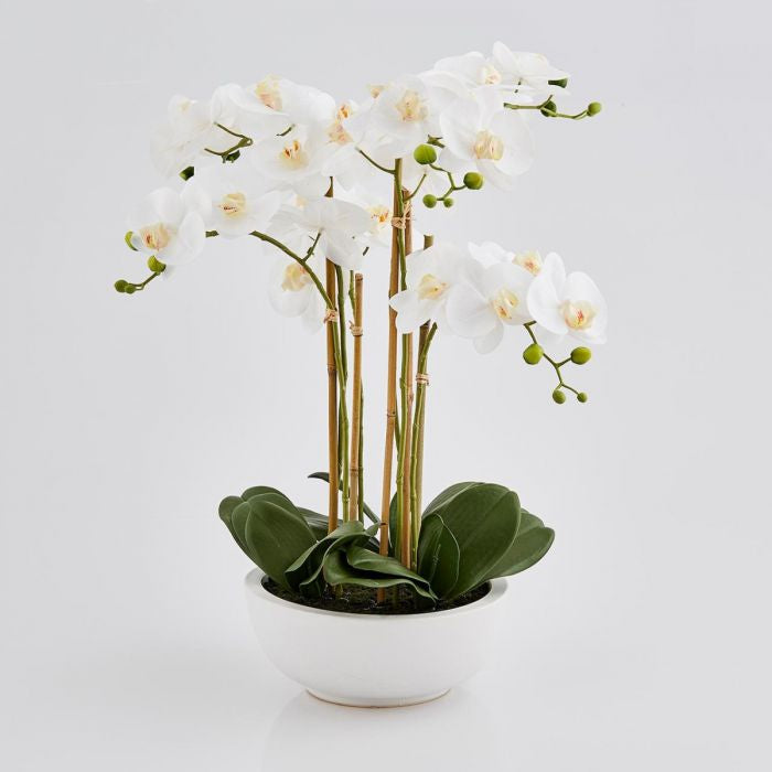 EDG Orkidé m/potte - 64 cm - Hvit