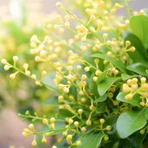 Single flowers parfyme - Aglaia No.01