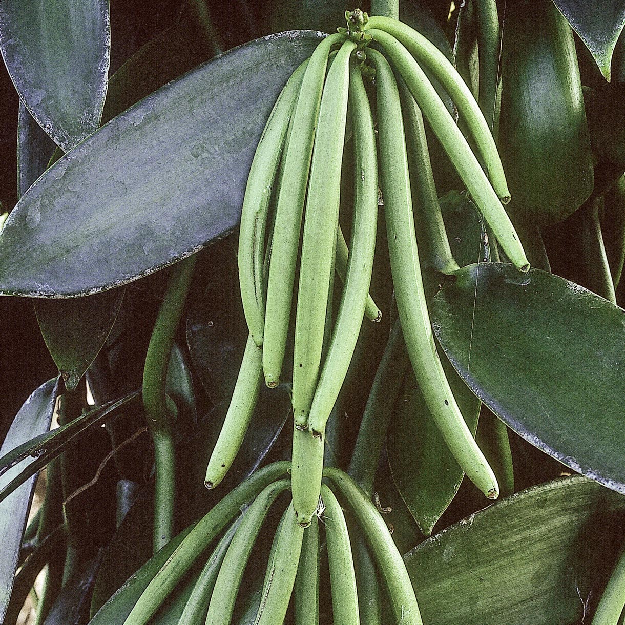 Single flowers parfyme -Vanilla No.39